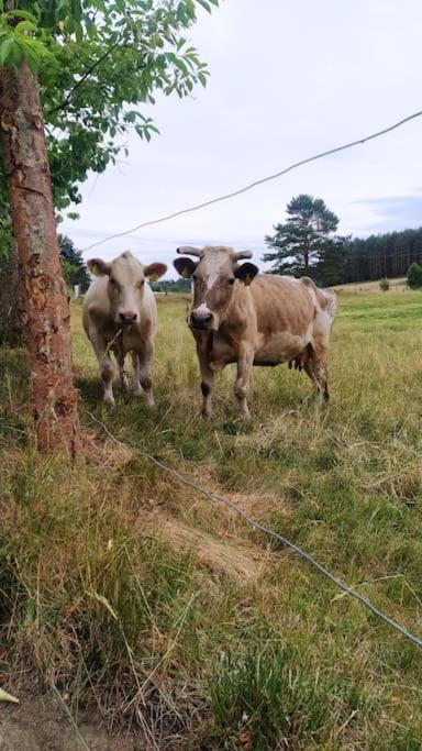 Wrzosowe Wzgorze - Domek Wiejski Klaczno Eksteriør billede